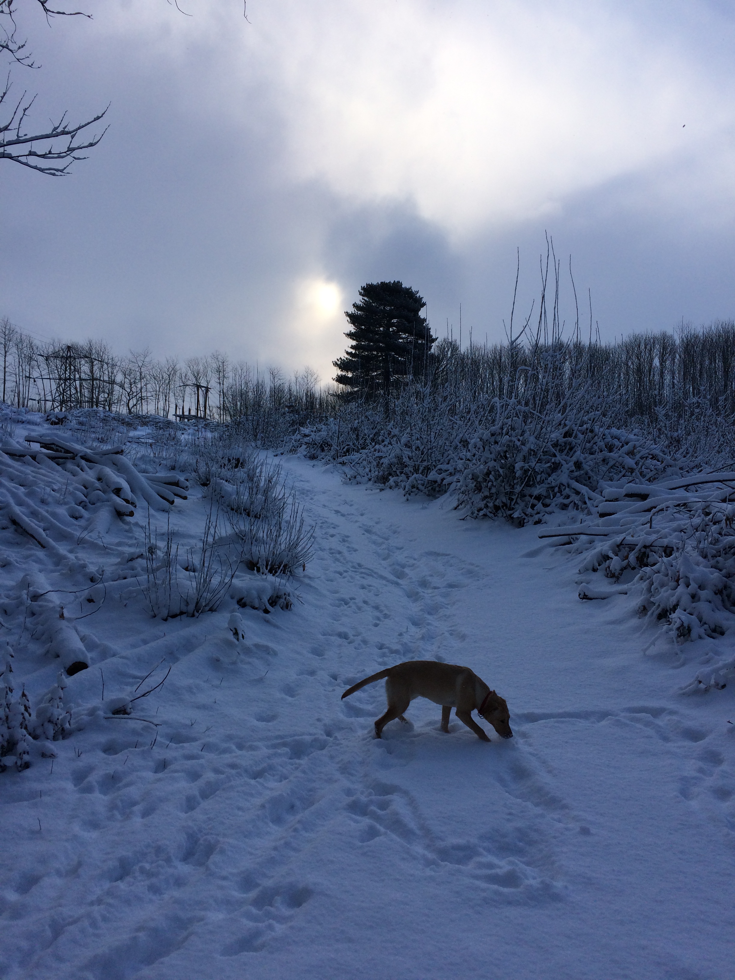 how-snow-reminds-me-grateful