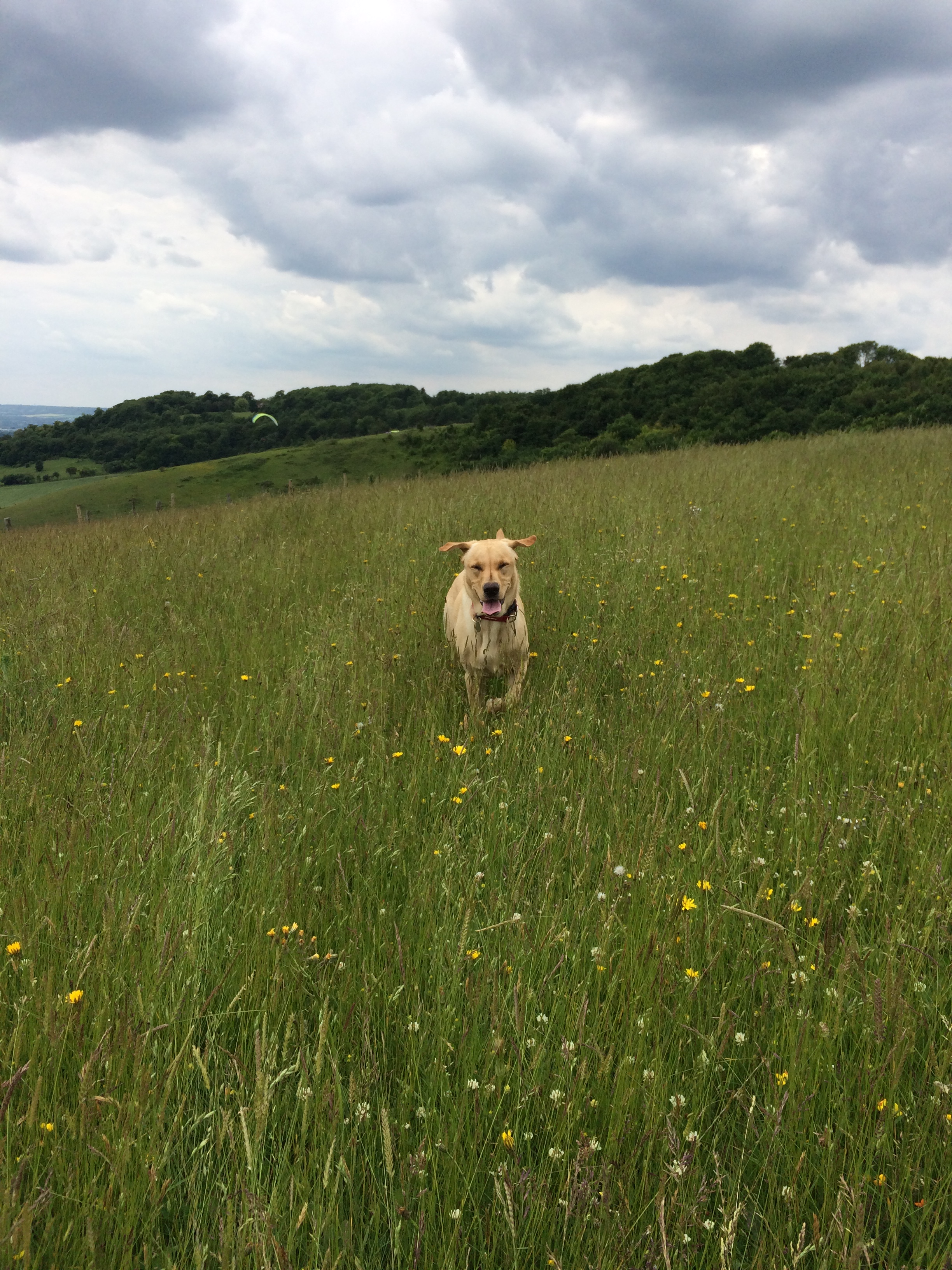 dog-running-through-field
