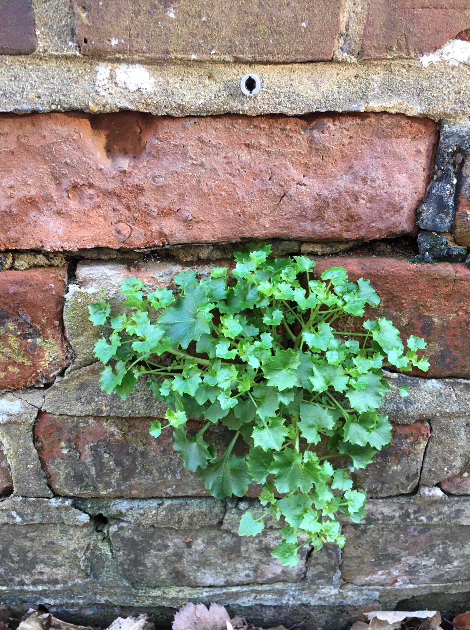 why-your-life-needs-destruction