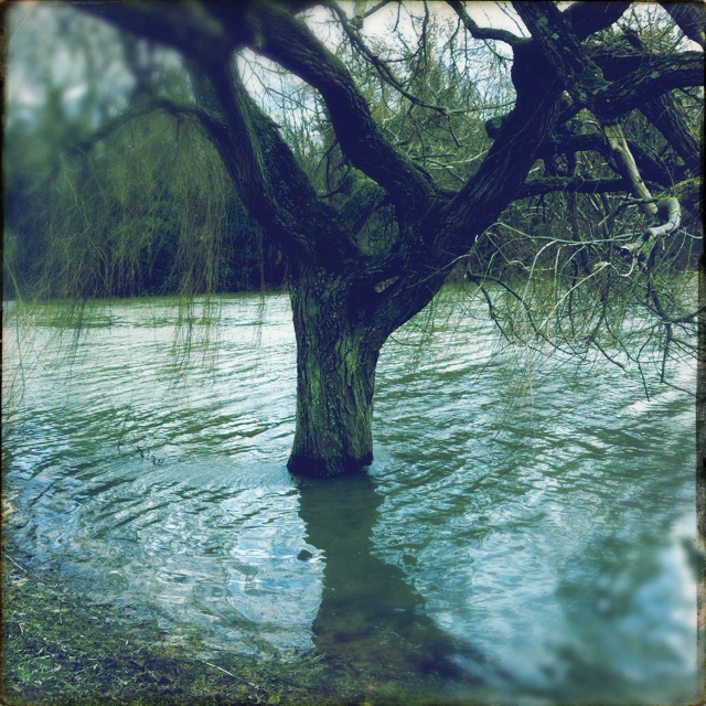 tree-under-water