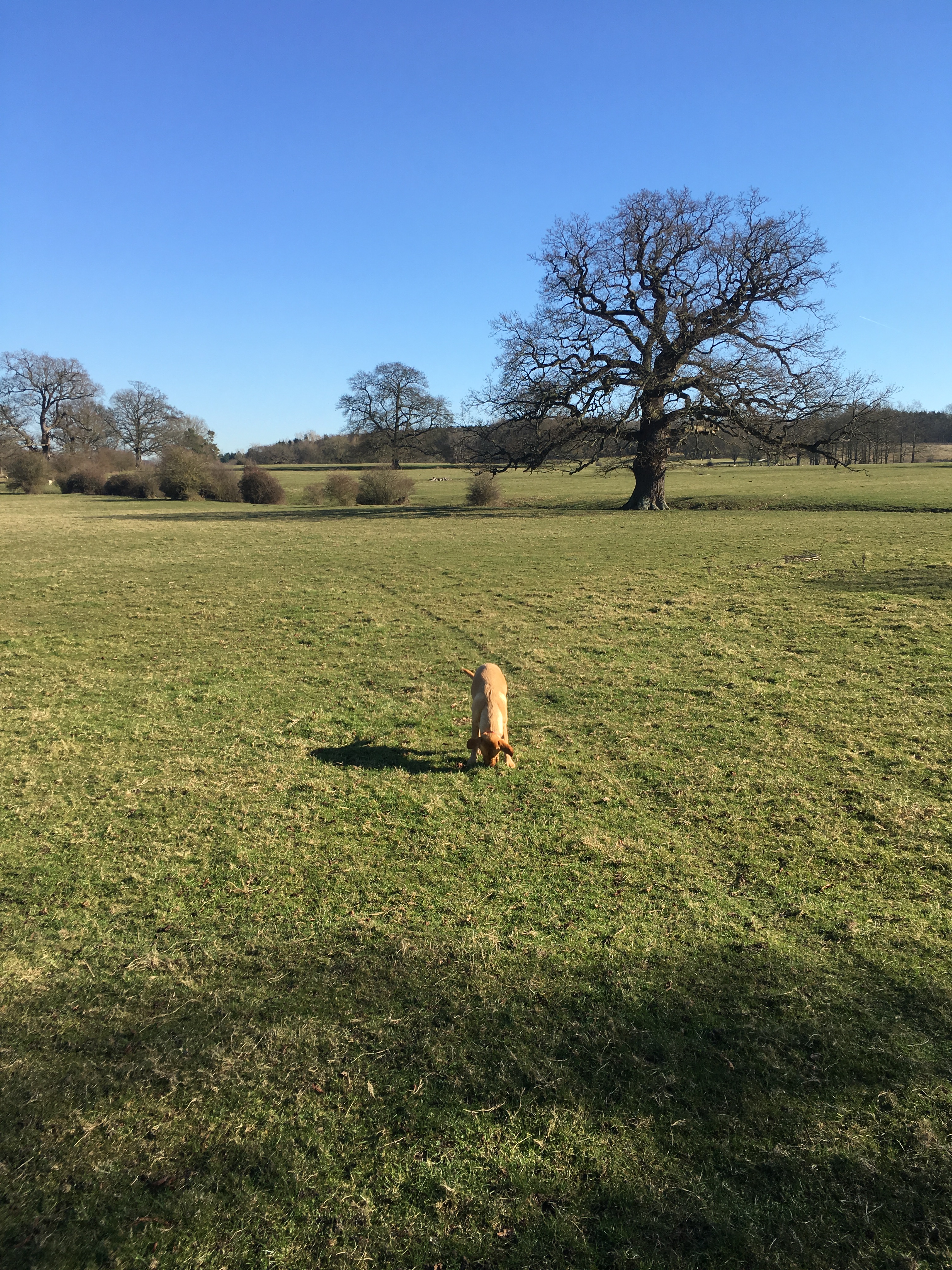 dog-in-a-field