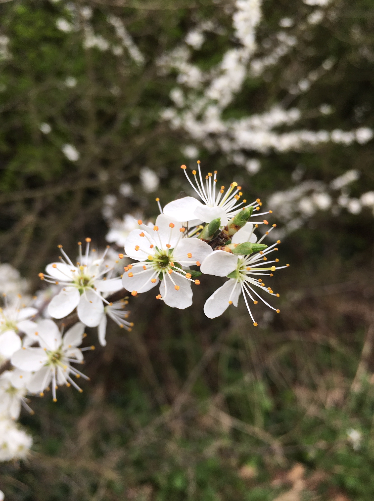 why-i-miss-being-sad